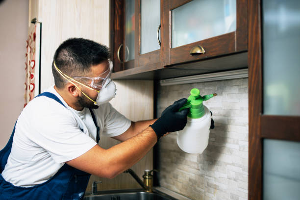Best Termite Control Services  in Sedona, AZ