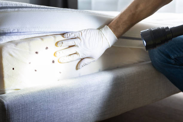 Best Cockroach Control Services  in Sedona, AZ