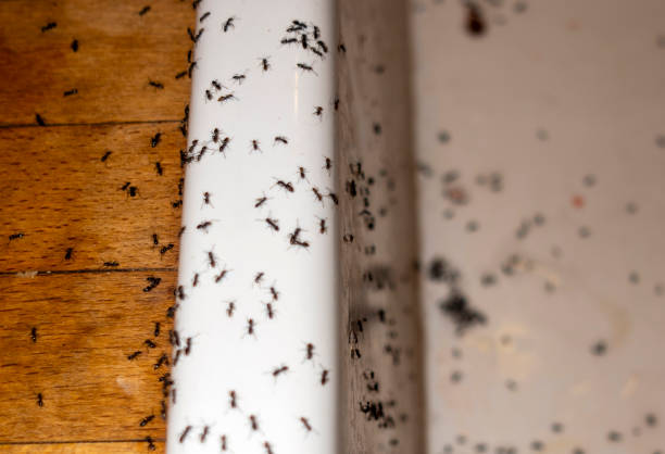 Professional Pest Control in Sedona, AZ